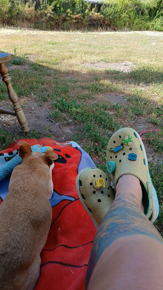 Dog Days of Summer