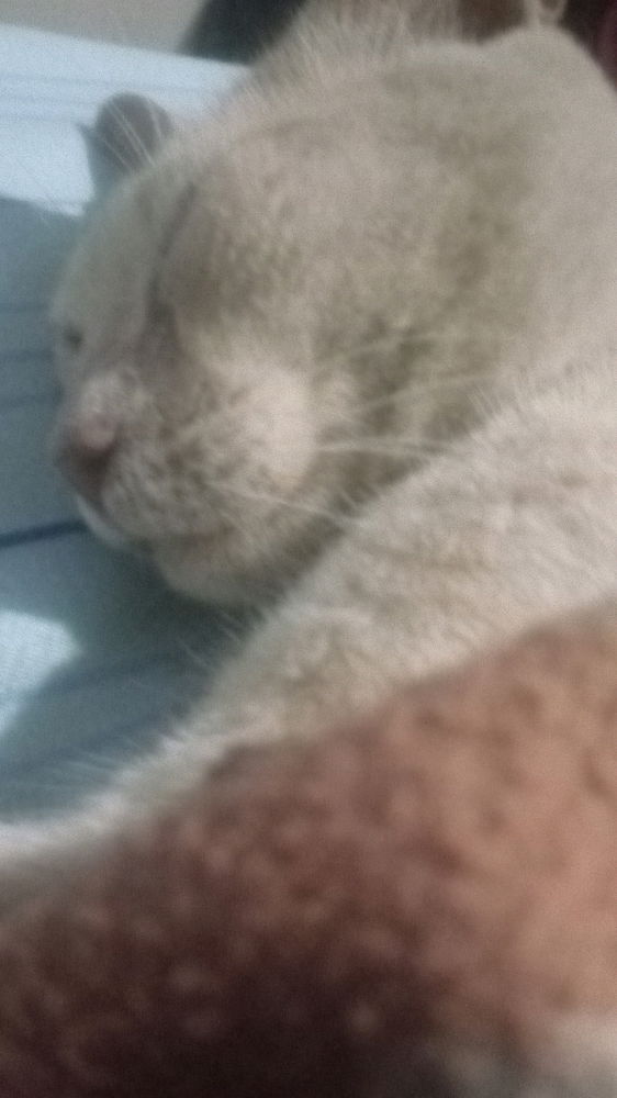 This is My cat, he passed away recently and i miss him very much, I'm just posting this to keep him in My memory