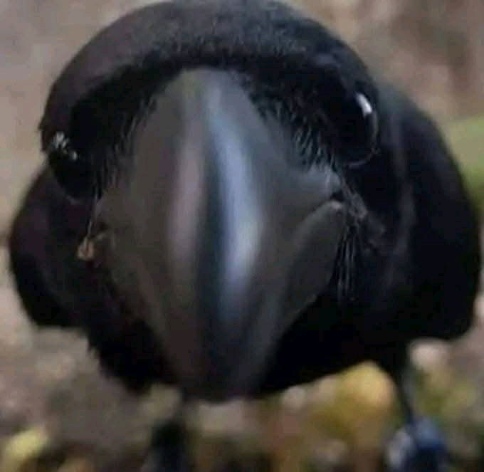 🖤