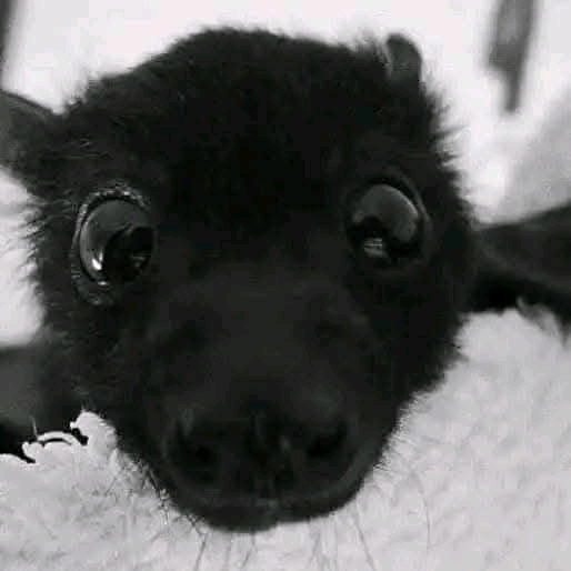 🖤