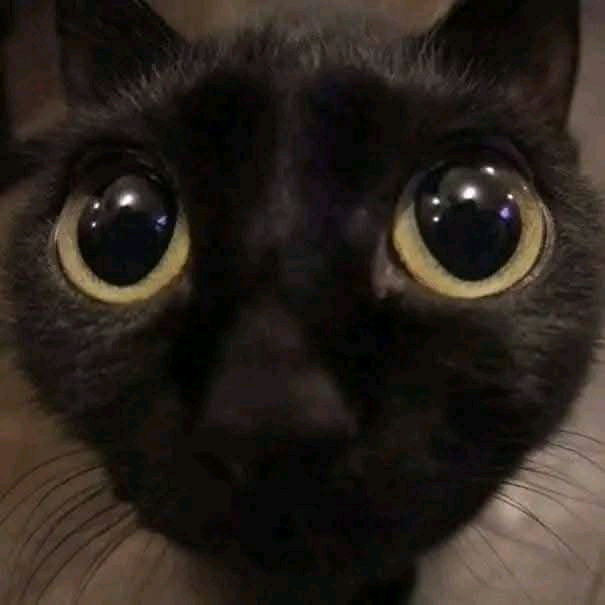 🖤
