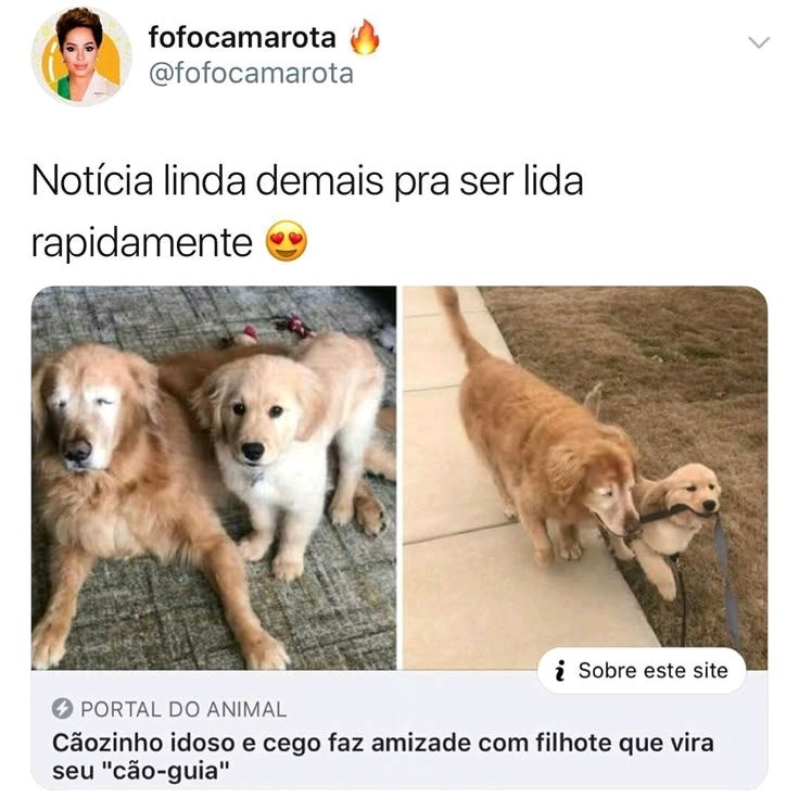 Que fofos