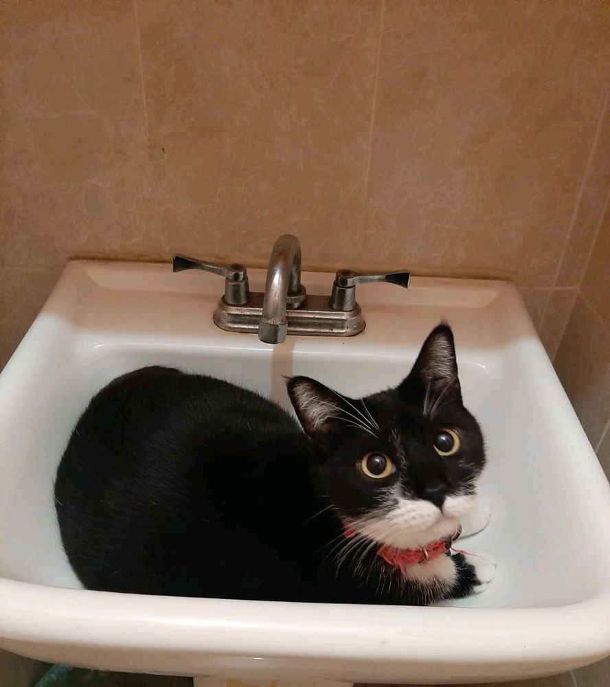 Cosas de gatos