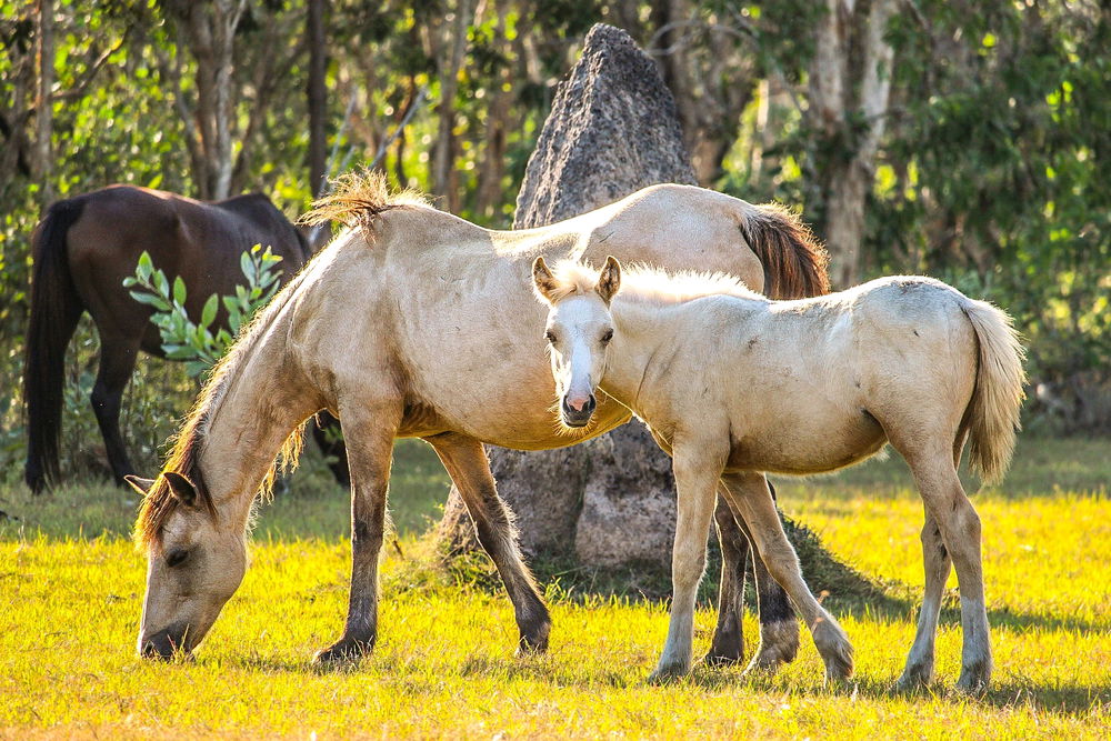 A Wild horse family I came across