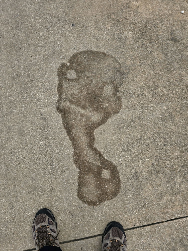 What are the chances of finding this face on a walk?