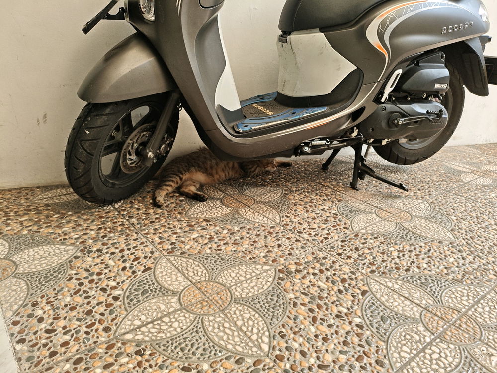 A Car is under my scoopy 😺