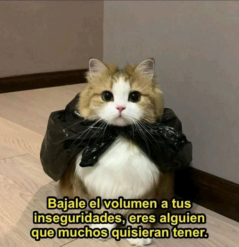 🐱
