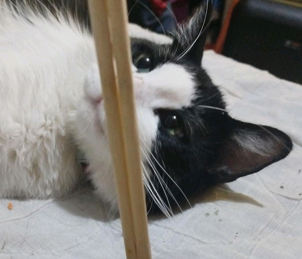 A él también le gusta el sushi