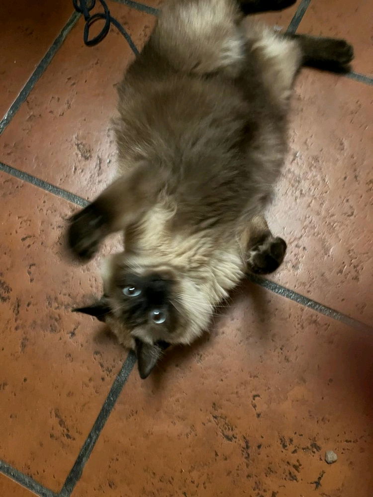 Mí gato gordo, se llama Loki