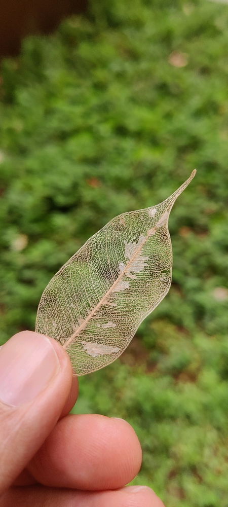 Beautiful Nature