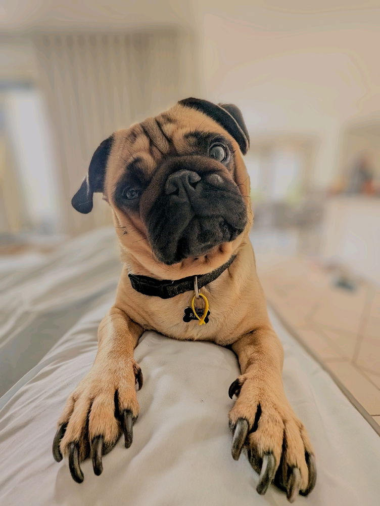 Rico