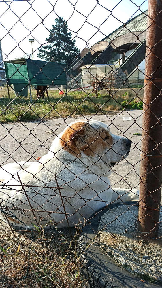 The love that goes through the fence