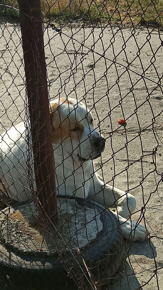 The love that goes through the fence