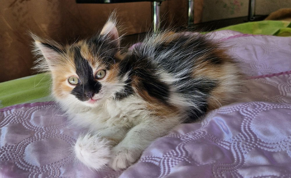 Новый житель 🐱
