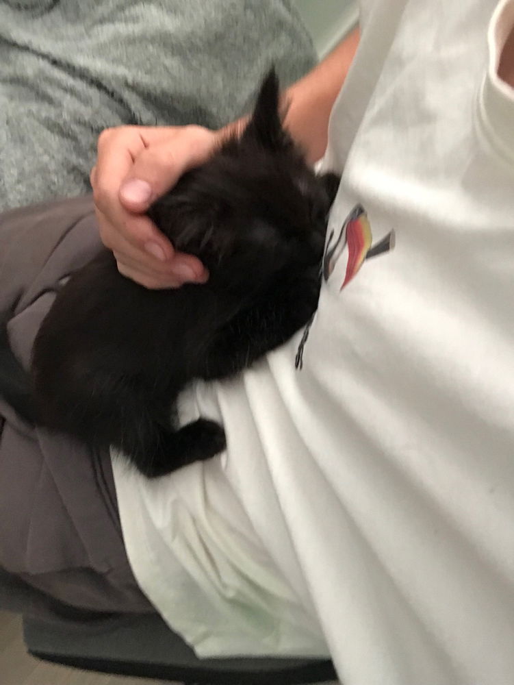 Kitten!!