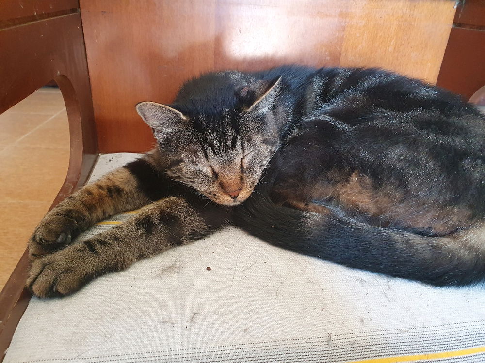 Gatto