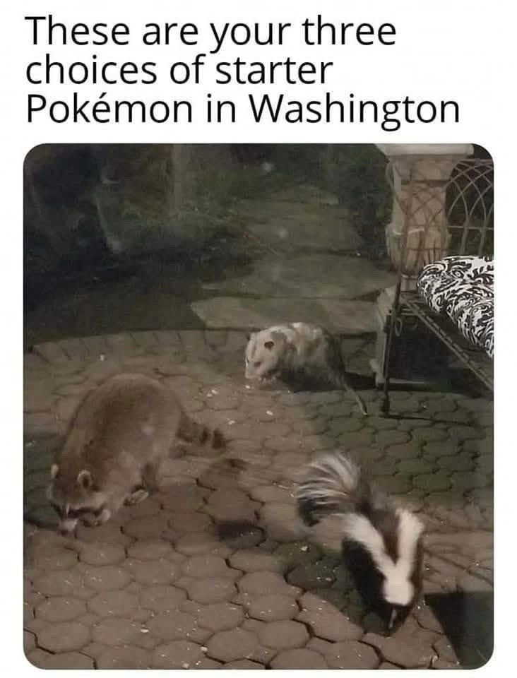 Raccoons! I choose You!
