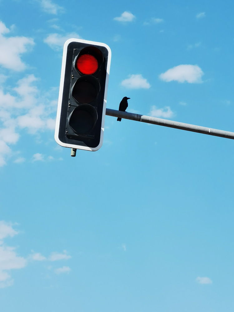 Mr crow is on duty as a traffic policeman