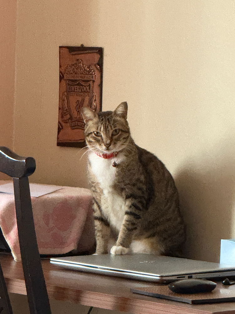 My Emotionally Unavailable Cat