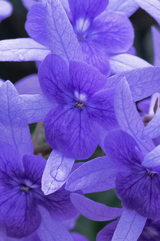 Flowers I saw on my walking route.