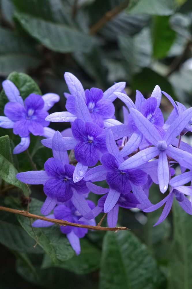 Flowers I saw on my walking route.