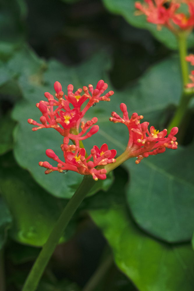 Flowers I saw on my walking route.