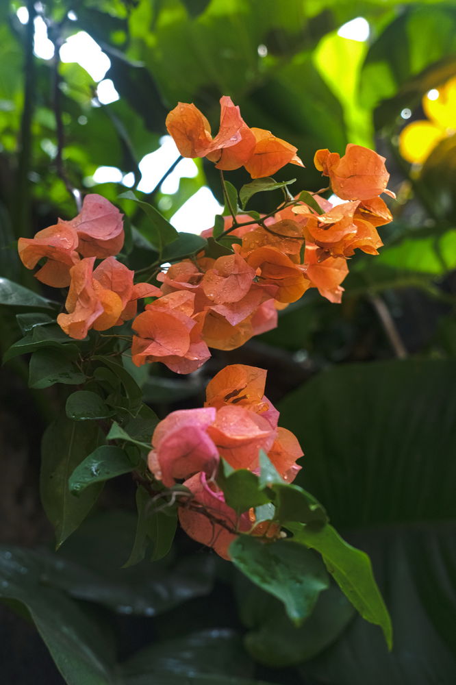Flowers I saw on my walking route.