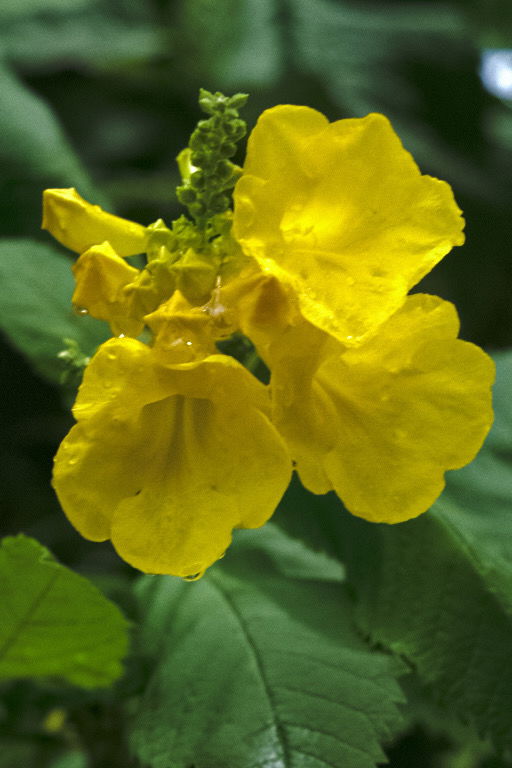 Flowers I saw on my walking route.