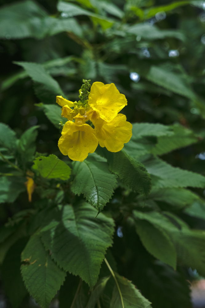 Flowers I saw on my walking route.
