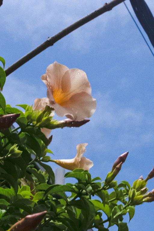 Flowers I saw on my walking route.