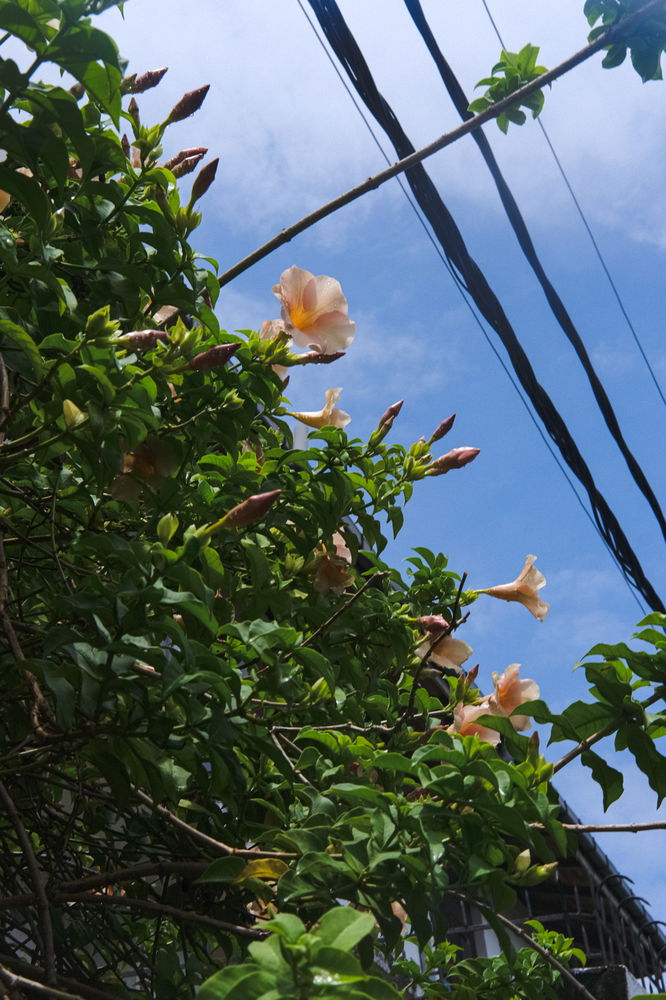 Flowers I saw on my walking route.