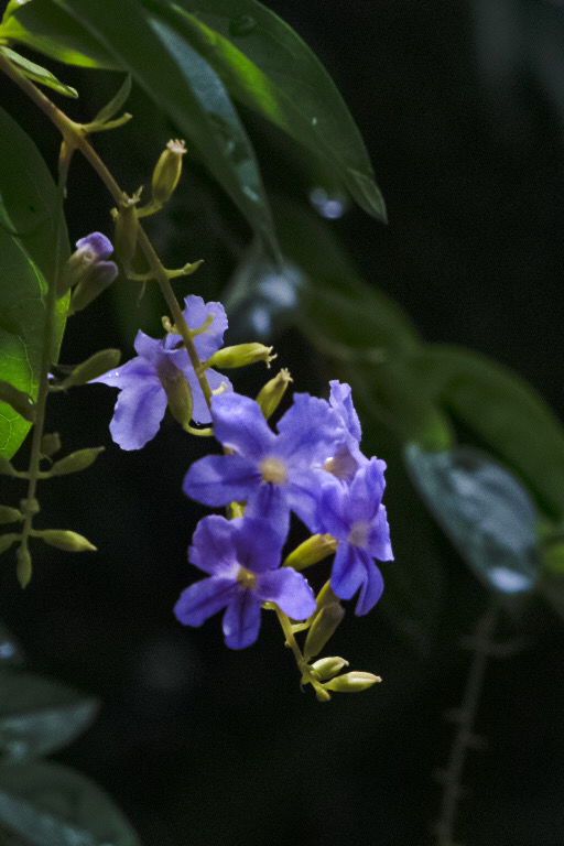 Flowers I saw on my walking route.