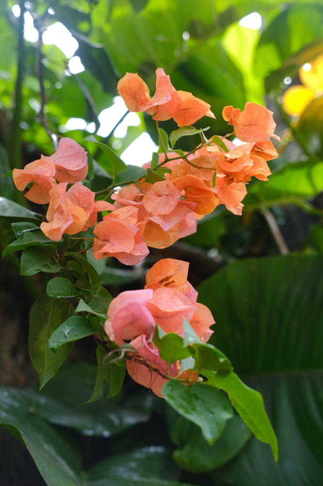 Flowers I saw on my walking route.