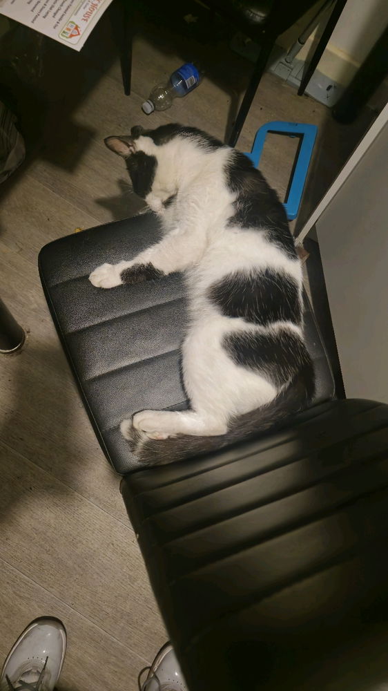 Meow Aura