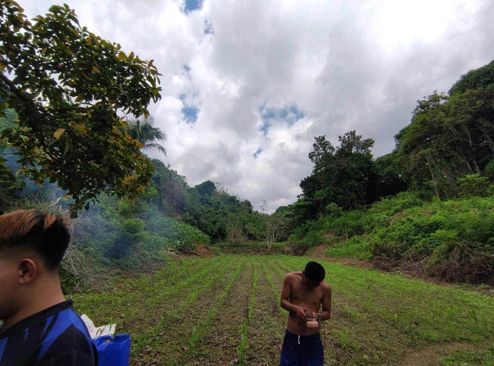 Family farm
