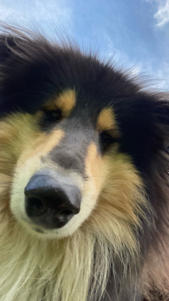 hi