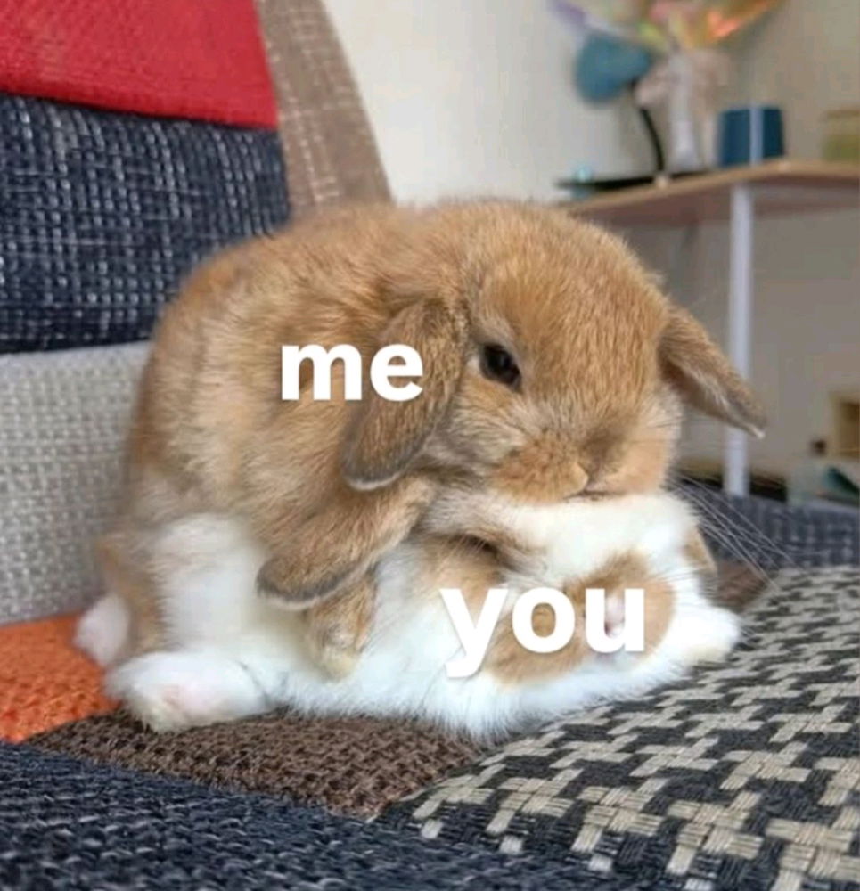 🐰