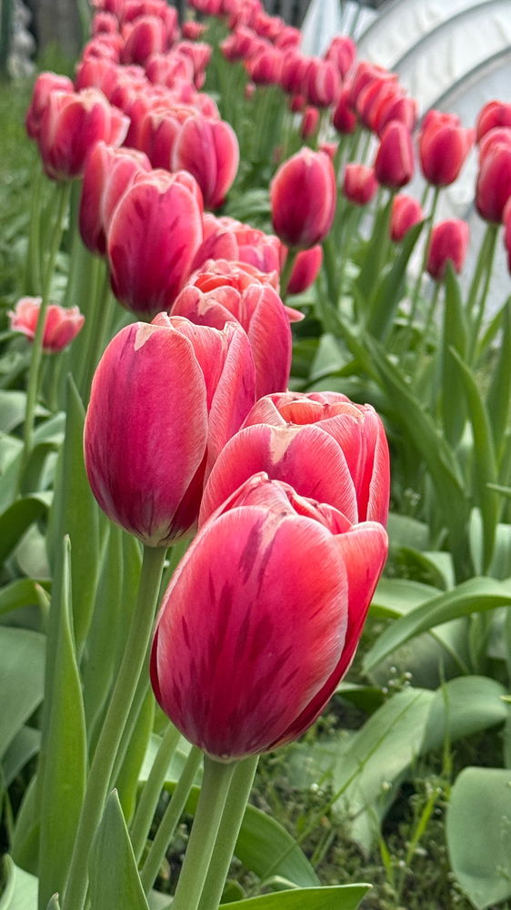 My tulips