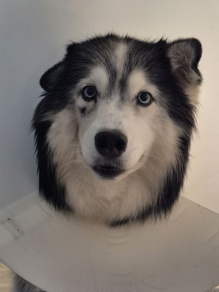 Cutest cone head ever