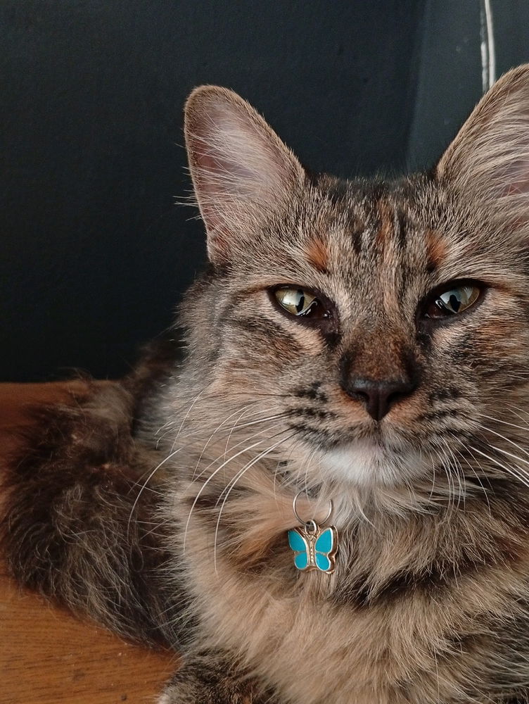 Kitty