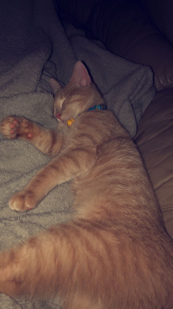Who else loves kitty cuddles?