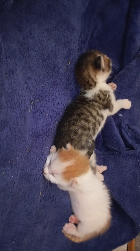 Say hi to Octavian Augustus Caesar and Marcus Antonius Felix