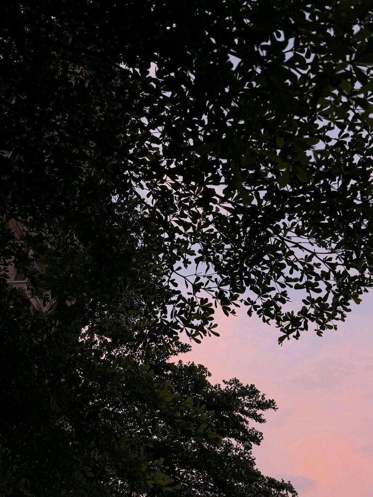 Soft whispers of dusk peeking through a leafy embrace.🌿🌅✨