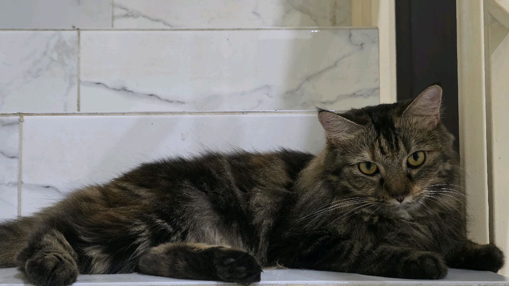 My Grumphy cat