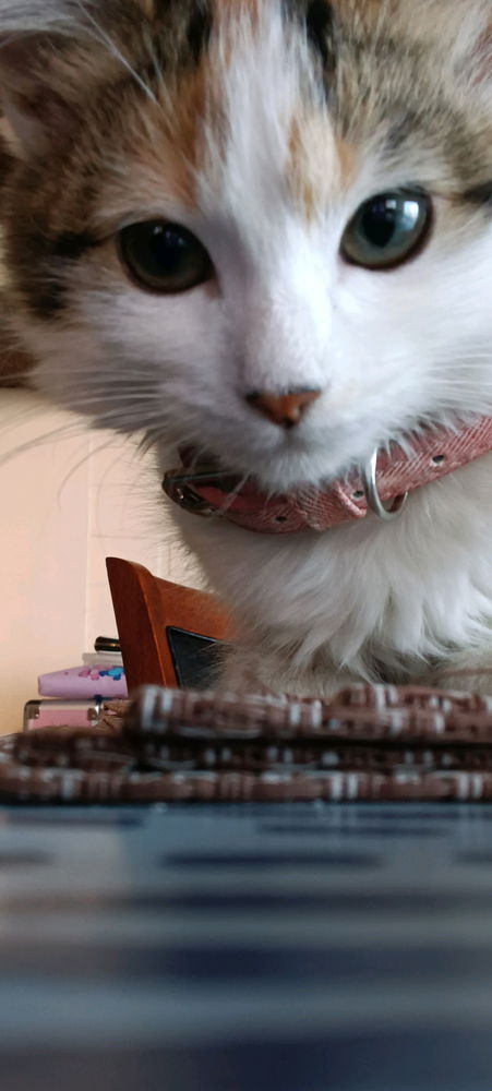 🐱 la michi dice hola