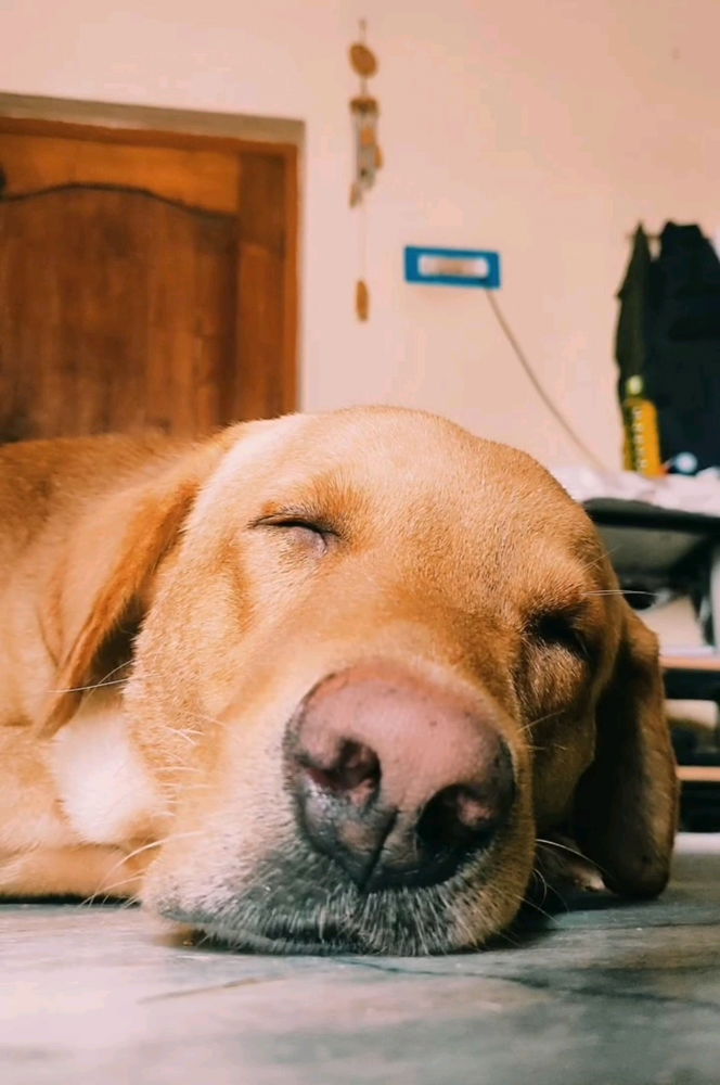 Dreaming of squirrels and belly rubs.🐶❤