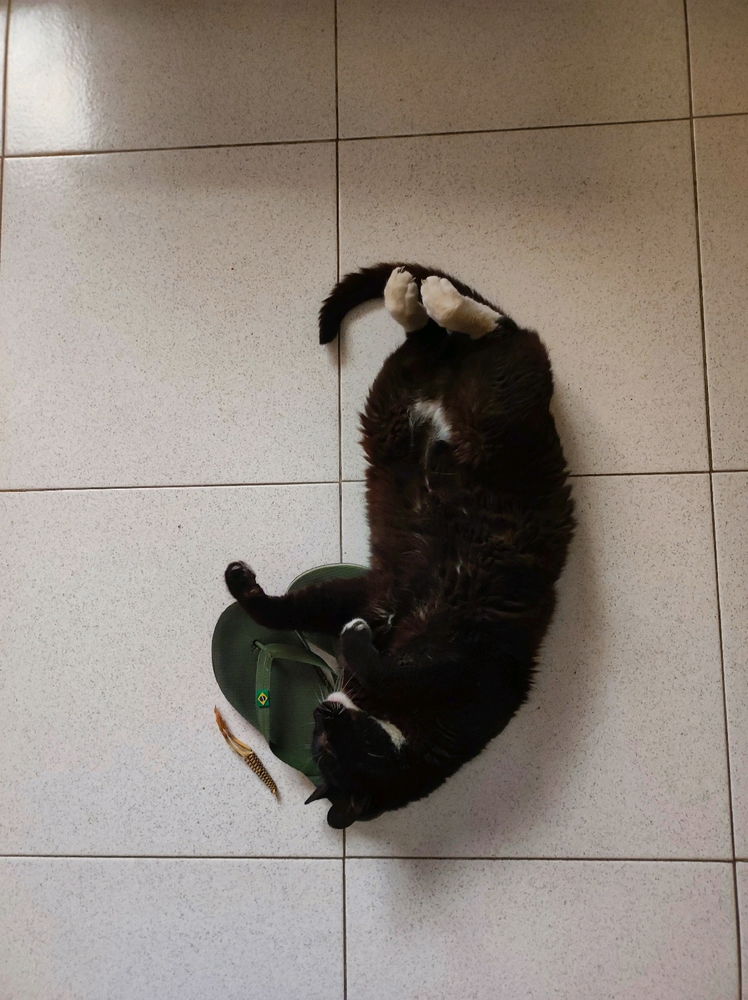 A mezzo Miao...
