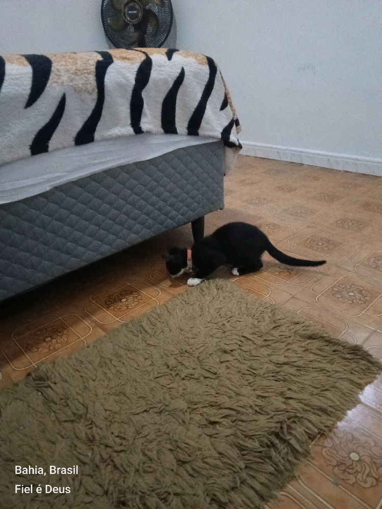 Oie