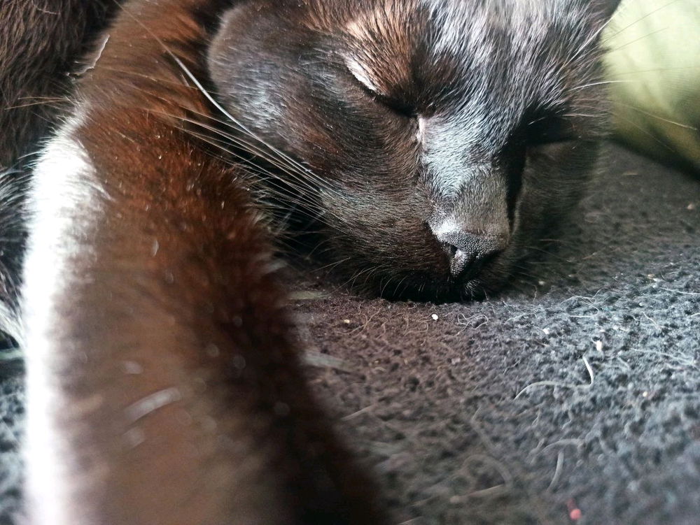 Que seríamos sin los gatos...son demasiado hermosos perfectos y amorosos.