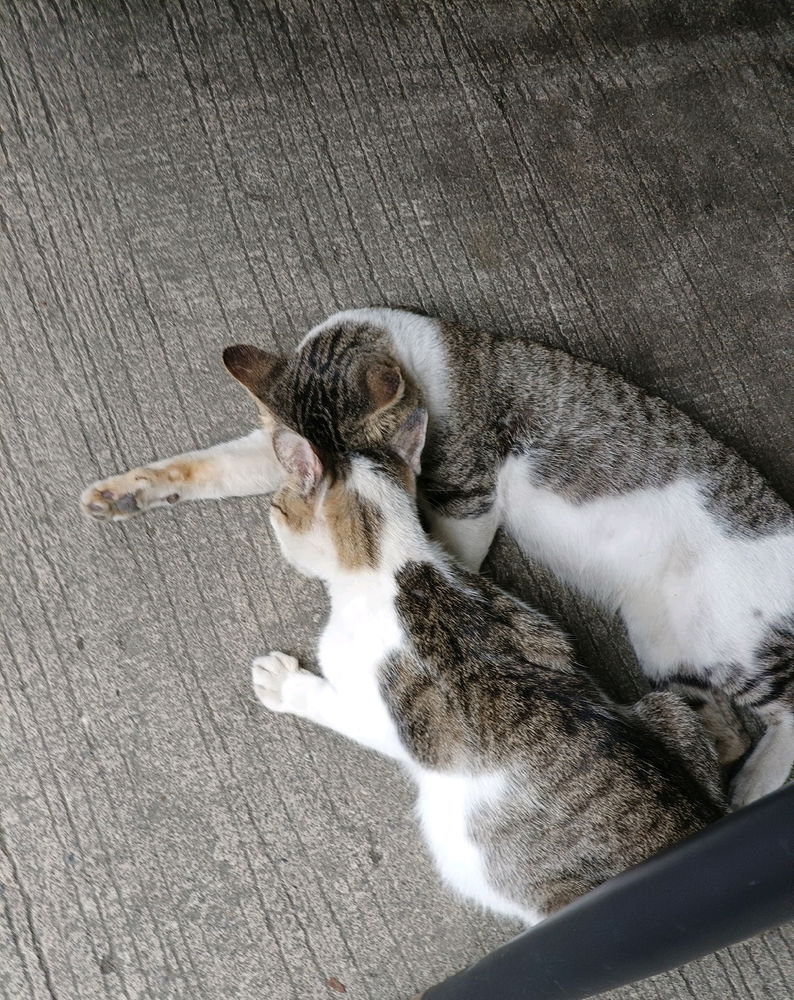 Cats have better relationship than we are 🤭